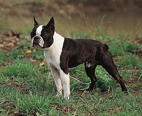 Boston terrier sahiplenmek istiyorum?