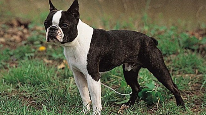 Boston terrier sahiplenmek istiyorum?