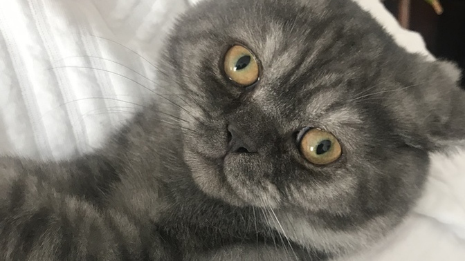 İki kedi aynı evde yaşar mı?
