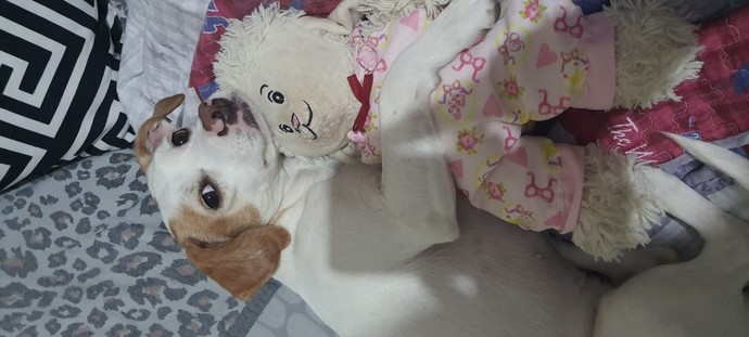 Kedici misiniz köpekçi mi?