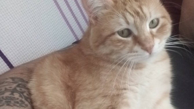 Kedilerin günlük yeme ihtiyacı ne kadar?