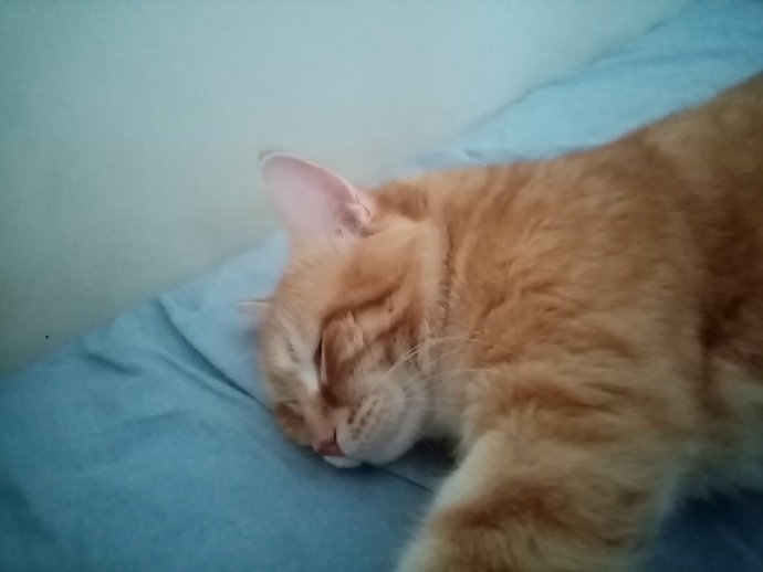 Kedinin sürekli uyuması normal mi?