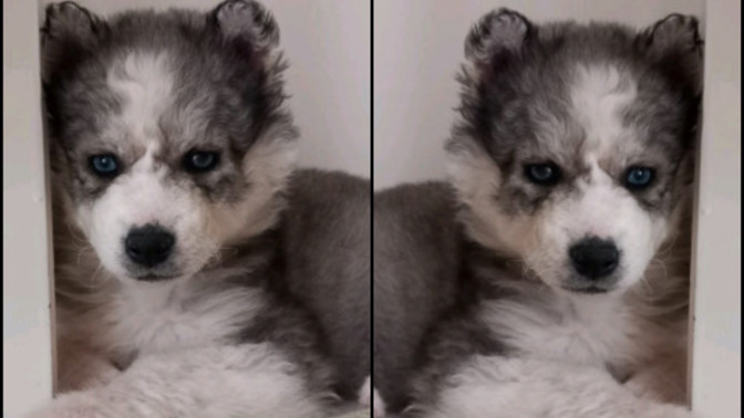 Husky cinsi yavru köpek sahiplendim. İsmini ne koyalım?
