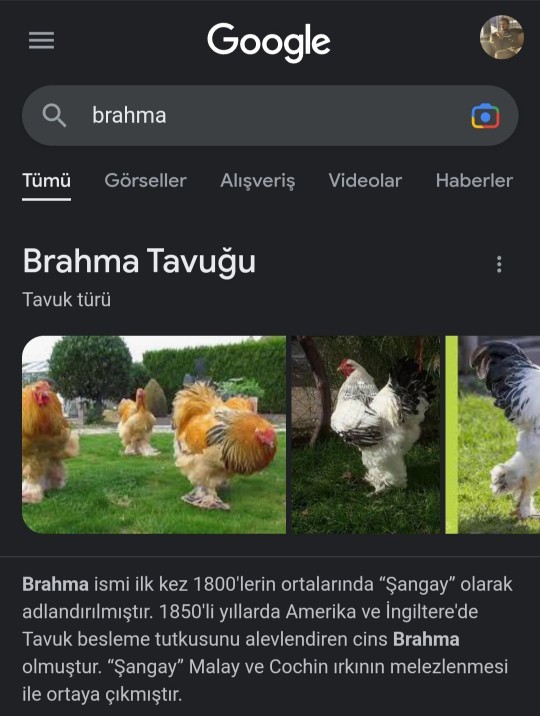 En son Google'da ne arattınız?