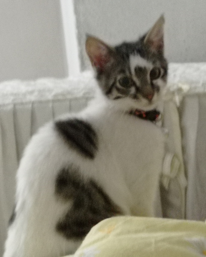 Kedime ne isim koysam KS?