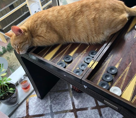 Kedim kısır olmasına rağmen neden eve koku bırakıyor?