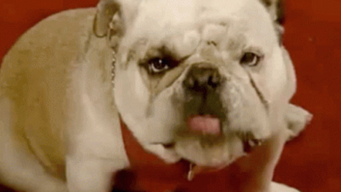 Havlayan köpek ısırır mı?