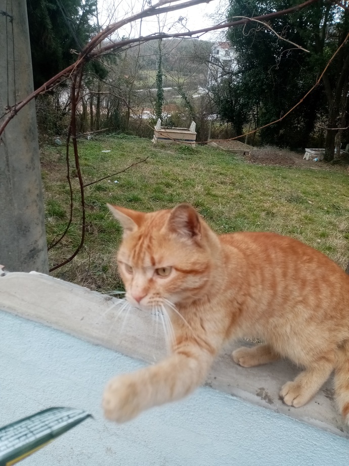 Kediler dışarıda nasıl uyuyor?