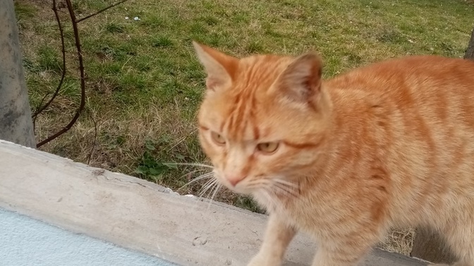 Kediler dışarıda nasıl uyuyor?