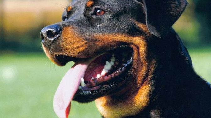 Evde Rottweiler beslenir mi?