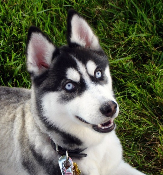 Solcular husky yani sibirya kurdu besler mi?