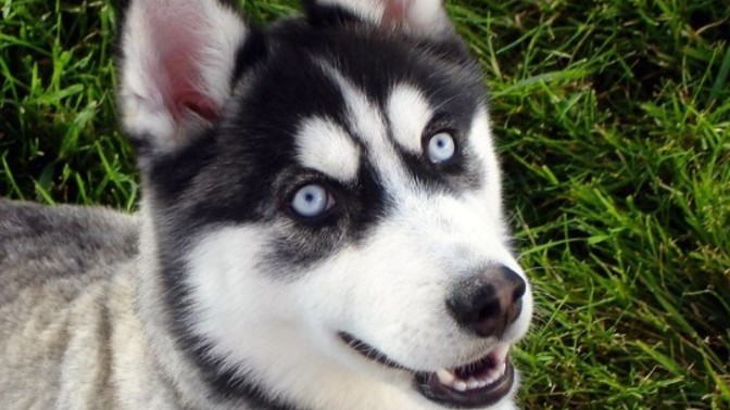 Solcular husky yani sibirya kurdu besler mi?