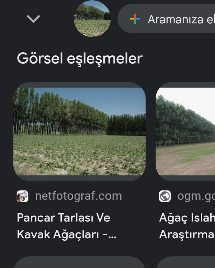 Kendinize ait bahçeniz var mı?
