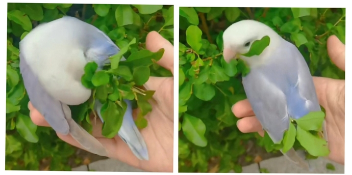 Nasıl da kendini süslüyor allahım buuu😍