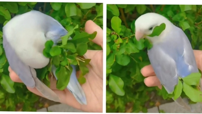 Doğadaki her dişi süslü mü olur?