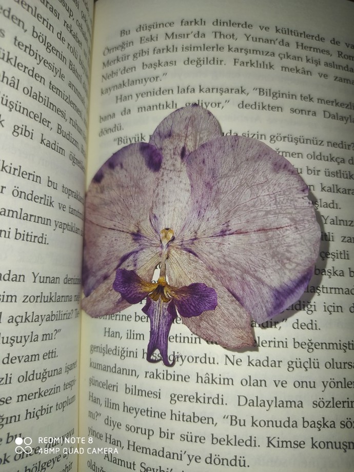 Kitap arasında gül kuruttun mu hiç?