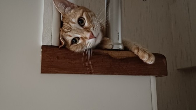 Evcil hayvanınız poz vermeyi biliyor mu?