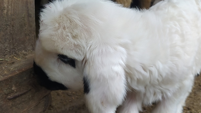 Bu kuzunun adını ne koyalım?