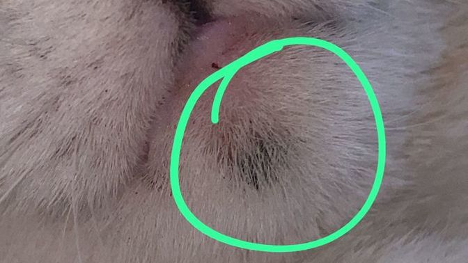 Kedimin çenesinde böyle bir şey var ve büyüyor ne olabilir bu, veterinere götürmeli miyim?