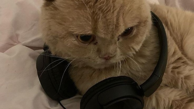 Favori müzik listenize en son hangi müziği eklediniz?