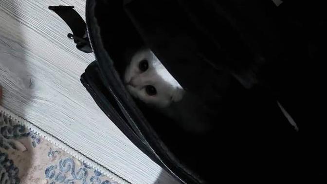 Çantamın içinden böyle bir şey çıktı. Ne olabilir?