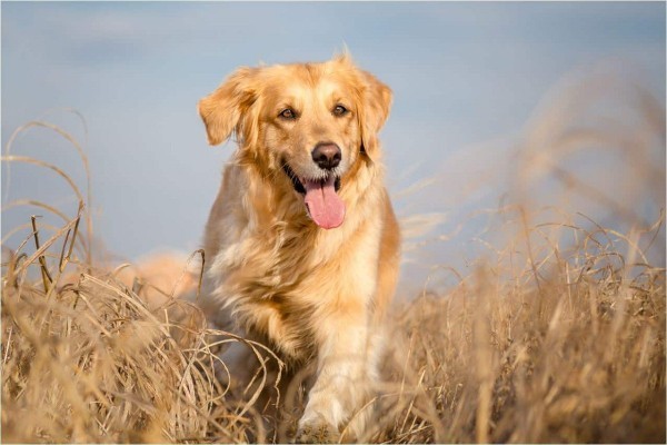 Golden retriewer almayı düşünüyorum sizce?