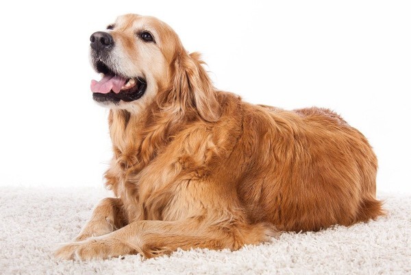 Golden retriewer almayı düşünüyorum sizce?