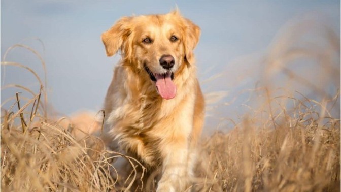 Golden retriewer almayı düşünüyorum sizce?