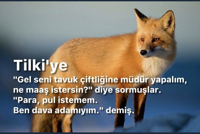 Sizce tüylü vajina mı yoksa tüysüz vajina mı daha estetik duruyor?