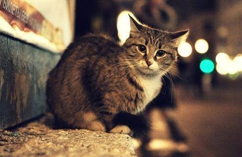 Kediye şırdan verdim, zararı olur mu?