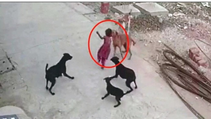 Başıboş köpek köpekler hakkında ne düşünüyorsunuz?