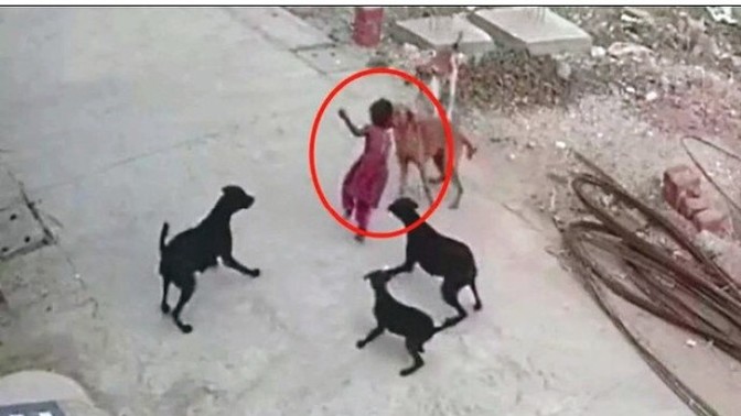 Başıboş köpek köpekler hakkında ne düşünüyorsunuz?