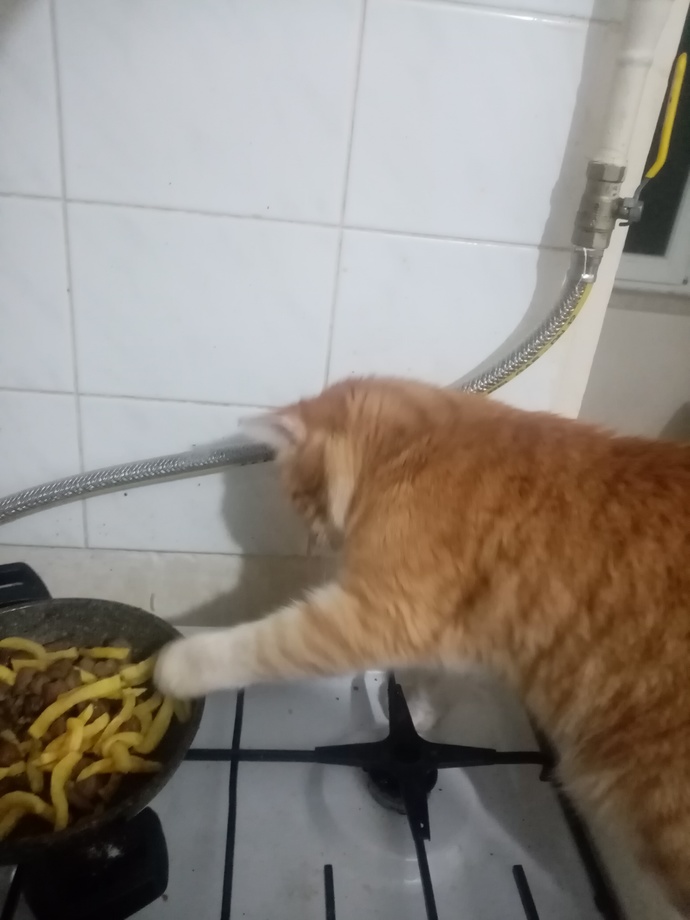 Yemeğinize ortak hayvanınız var mı?