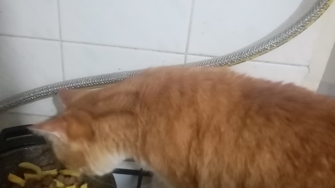 Yemeğinize ortak hayvanınız var mı?