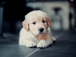 Dışarıda gördüğünüz kedi ve köpeklere selam verir misiniz?