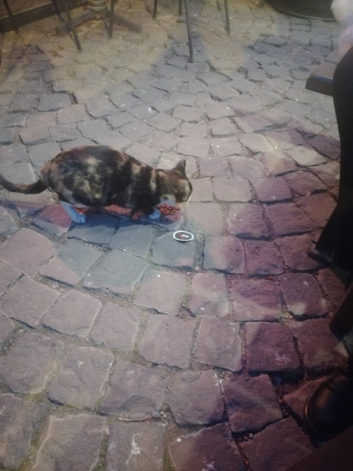 Dışarıda gördüğünüz kedi ve köpeklere selam verir misiniz?