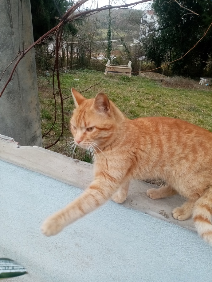 Dışarıda gördüğünüz kedi ve köpeklere selam verir misiniz?