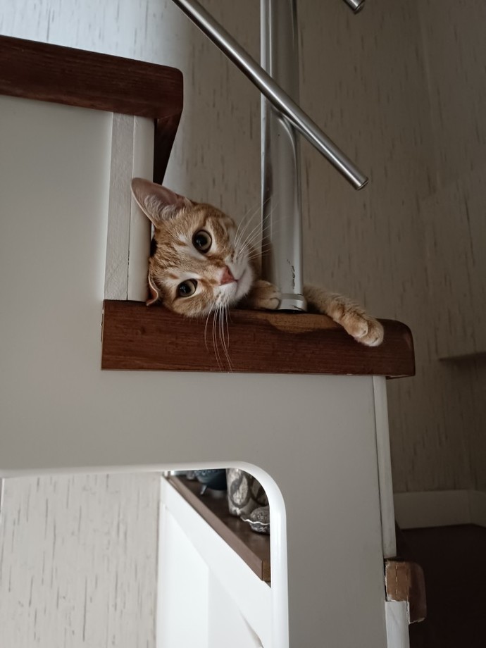 Sanalda sevgili yapacağına sokakta kedi sev diyenler haklı mı?