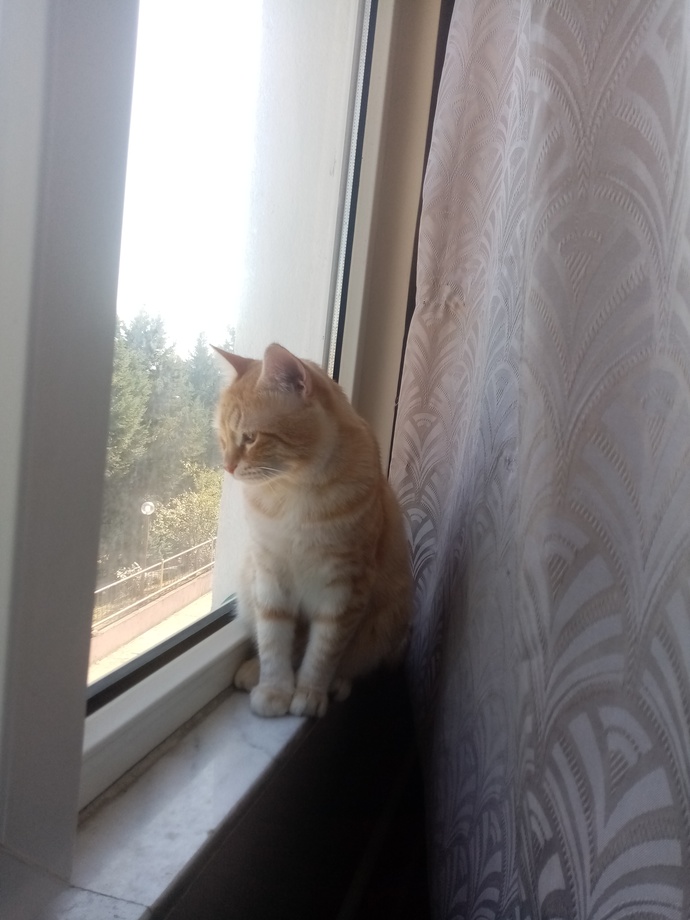 Kediler çok fotojenik değil mi?