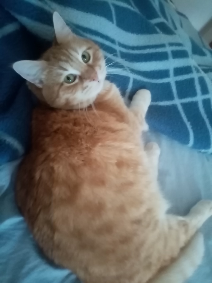 Kediler çok fotojenik değil mi?