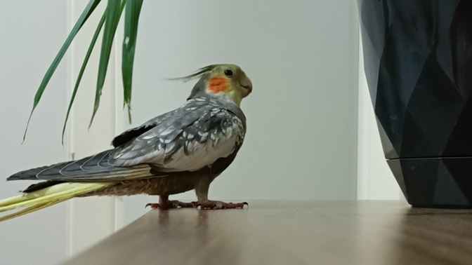 Papağanım yeni kelimeler öğrenmiyor neden ya?