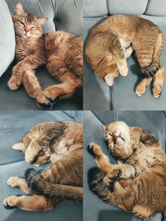 Kedi bakımından anlayan var mı? Kedime bu maltları ne sıklıkla vermeliyim?