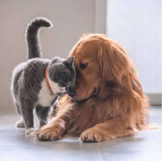 Köpek insanı mısın yoksa kedi insanı mısın?