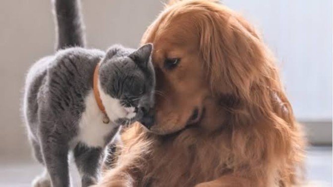 Köpek insanı mısın yoksa kedi insanı mısın?