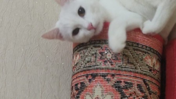 Kedilerin kızgınlık dönemi nasıl gecer?