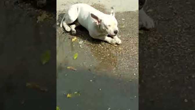 Bu hangi cins köpek?