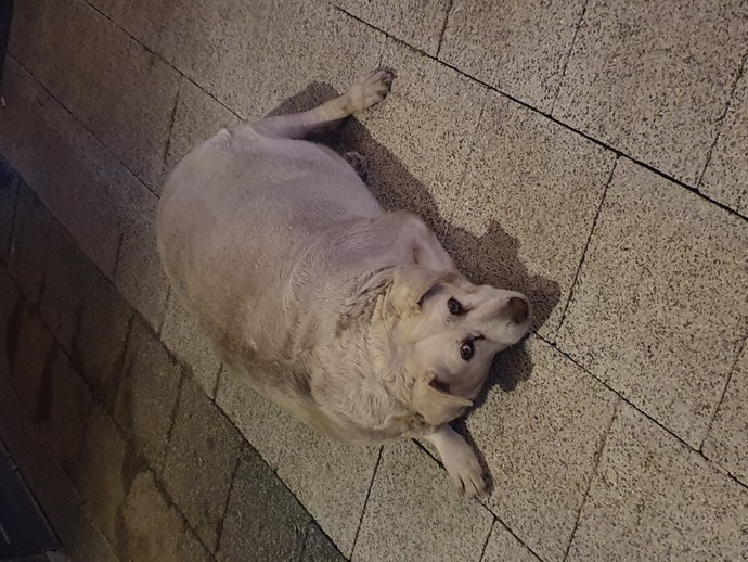 Bunu çaktırmadan eve nasıl sokabilirim?