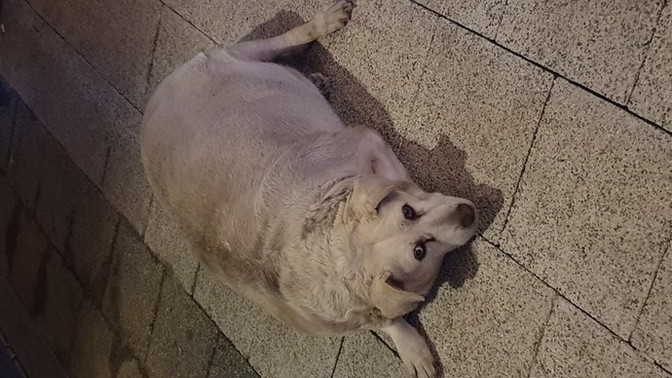 Bunu çaktırmadan eve nasıl sokabilirim?