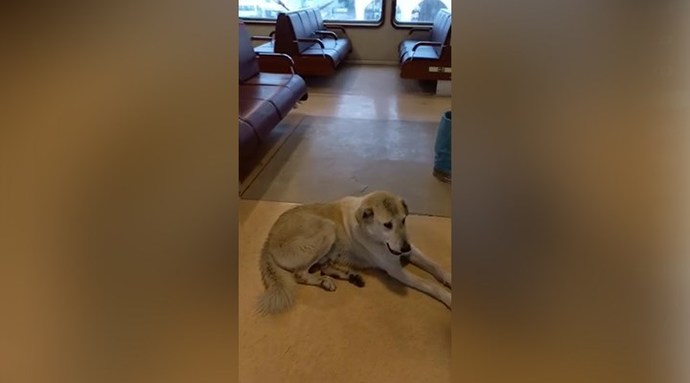 Kaptan vapurda köpek olduğu için planlanan seferi yapmadı! Sizce ne yapılmalıydı?