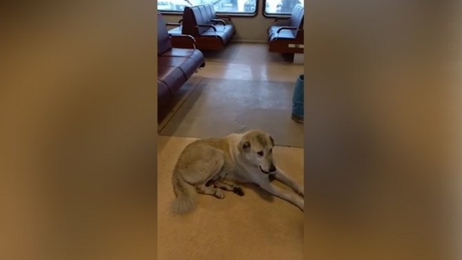 Kaptan vapurda köpek olduğu için planlanan seferi yapmadı! Sizce ne yapılmalıydı?